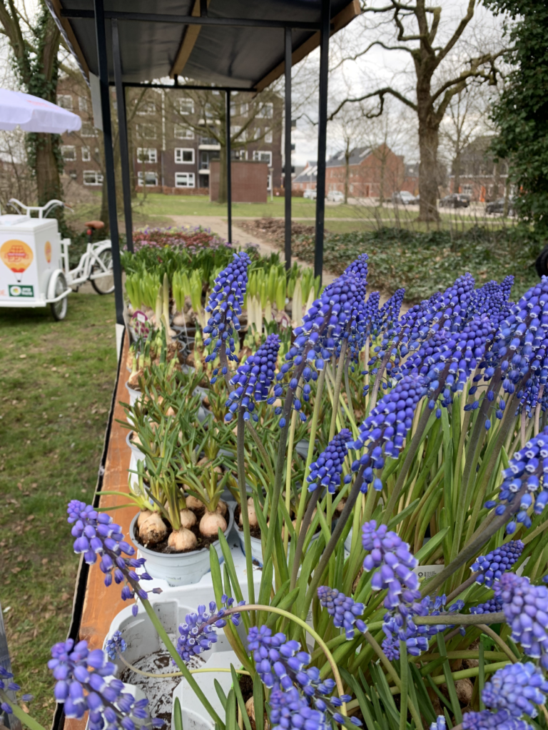 Voor kleur in de tuin